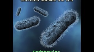 Endotoxins Vs Exotoxins [upl. by Pagas]