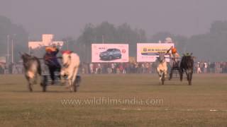 Amazing traditional sports Bullock cart race  Ludhiana Punjab [upl. by Ahsiei]