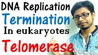 DNA replication in eukaryotes 4  Replication termination and telomerase [upl. by Watson]