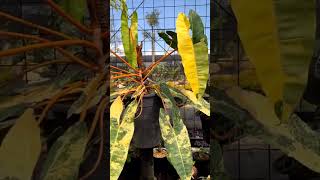 Philodendron Series Variegated Philodendron Billietiae [upl. by Adnorrahs]