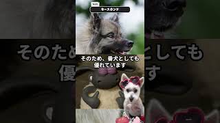 キースホンドを紹介するます【犬種紹介No025】 [upl. by Sladen]