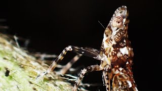 ツマグロスケバの幼虫の足ワチャワチャ Orthopagus lunulifer larvae （planthoppers） [upl. by Elata]