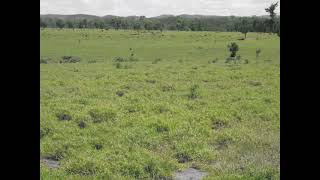 Buffel grass landscape in Central Queensland 4065 [upl. by Oriane]