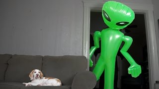 Dog Unfazed by Giant Alien Funny Dog Maymo [upl. by Knight]