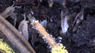 Asseln und Springschwänze fressen Aas Woodlices and springtails feeding on carrion [upl. by Ycnaf]