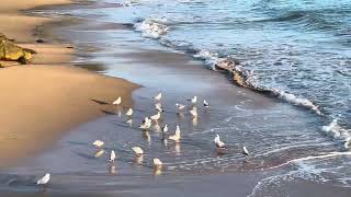 Early morning at Terrigal Silhouettes Sunrise Seagulls [upl. by Eyde679]