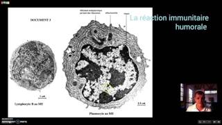 La réaction immunitaire humorale [upl. by Rokach]
