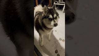 Husky pup hates to come in while it’s snowing [upl. by Ahsenahs]