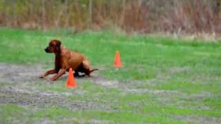 Rhodesian Ridgeback Obedience [upl. by Annia]