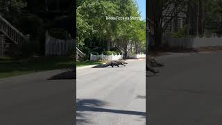 Huge alligator crosses street in front of people [upl. by Clintock680]