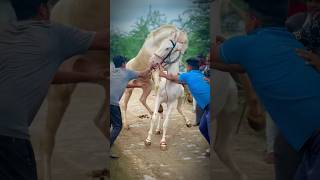 घोड़ी को कवरिंग करवाने से पहले ही घोड़ी साइड में हट गई।🐎🙏❣️ youtubeshorts horse shortvideos [upl. by Ellinger]