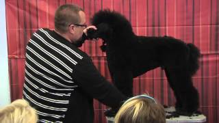 Standard Poodle Grooming by Colin Taylor  Salon amp Competition [upl. by Namlas562]