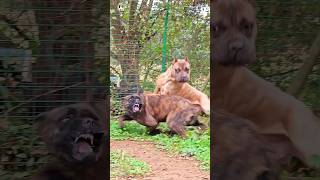 aggressive presa canario and cane corso short presacanario canecorso [upl. by Monah570]