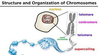 Chromosome Structure and Organization [upl. by Adnocahs434]