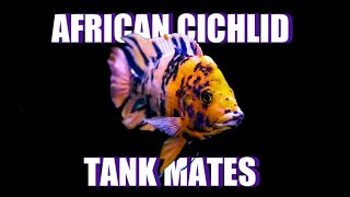 Best African Cichlid Tank Mates [upl. by Neerol]