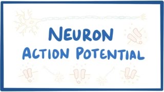 Saltatory Conduction Propagation Of Nerve Impulse  Nerve Muscle Physiology  hindi  Ashish [upl. by Ateerys]