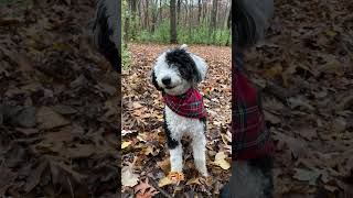 Finleys Nicknames sheepadoodle puppy cute funny pets halloween [upl. by Stedmann946]