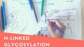 N LINKED GLYCOSYLATION [upl. by Saunderson]