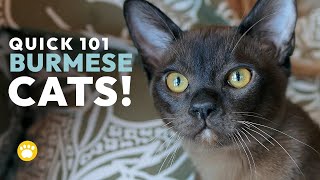 Burmese Cats Quick 101 Should You Get One [upl. by Jeanette234]