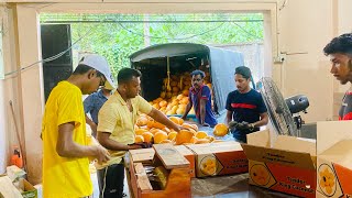 Export Sri lanka manioc [upl. by Johansen]