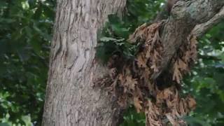 Squirrel Building a Nest [upl. by Tterrab]