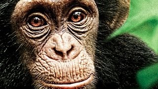 Chimp Crazy  Official Trailer  HBO [upl. by Pleasant]