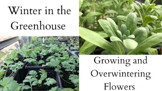 Winter in the Greenhouse  Growing and Overwintering Cut Flowers [upl. by Lody]