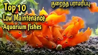 TOP 10 Low Maintenance Aquarium Fishes in Tamil [upl. by Ohare]