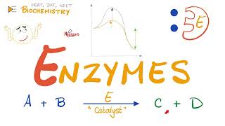 Enzymes  Catalysts  Structure amp Function  Biochemistry 🧪 [upl. by Repard]