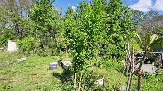 March 12 2024 Mulberry tree [upl. by Nats]