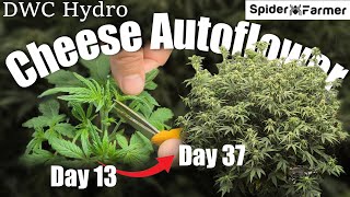 How I Grow E17 Training with Defoliation  Cheese Auto Fastbuds  Spiderfarmer SF4000 Kit [upl. by Buckingham144]