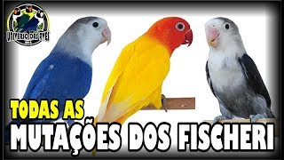 DIFERENTES TIPOS DE AGAPÓRNIS FISCHER  MUTAÇÕES [upl. by Nyrhtak]