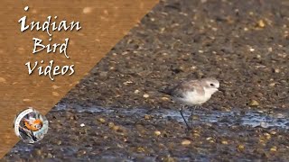 The Kentish Plover Charadrius alexandrinus  Indian Bird Videos [upl. by Lexie370]