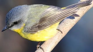 Close encounter – Eastern Yellow Robin [upl. by Berri792]