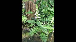 Acanthus spinous plant details [upl. by Gombosi21]