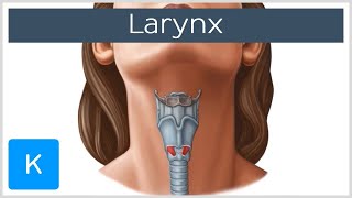 Larynx  Membranes ligaments and muscles  Human Anatomy  Kenhub [upl. by Wendel]