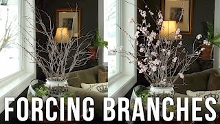 Bring Spring InsideForce Branches Into Bloom [upl. by Grewitz]