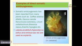 Somatic embryogenesis [upl. by Martelle]