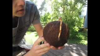 How to Grow a Coconut Palm from a Dehusked Coconut Stepbystep [upl. by Calisa]