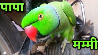 पापा बोलता तोता  mummy bolta mithu  parrot talking mummy  parrot kitu mithu parrot 444 20 [upl. by Oneida408]