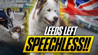 My Famous Husky SHUT DOWN the Streets of Leeds – You Have to See This [upl. by Acinnej719]