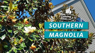 Southern Magnolia Tree  Privacy amp Height [upl. by Verene]