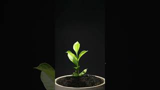 Growing Baobab TreeAdansonia digitata From Seed  76 days Time Lapse [upl. by Haze723]