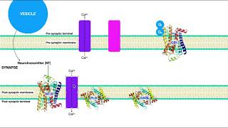 Endocannabinoids Part 2  Major Mechanism of Action [upl. by Annayt]