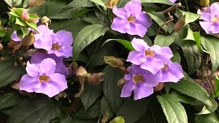 Growing Skyflower Thunbergia laurifolia [upl. by Eirual]