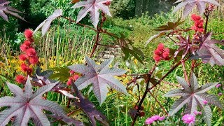 Ricino común o Ricinus communis  Decogarden [upl. by Nnyrb]