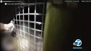 Bodycam video released from tiger attack at zoo in Naples Florida  ABC7 [upl. by Adnamra]