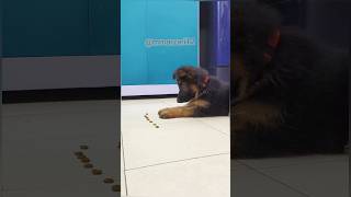 Leo Learn To Stay  German shepherd  Puppy dogs puppy [upl. by Nonnahs]