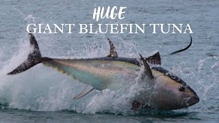 UNBELIEVABLE Giant Bluefin TUNA chasing Garfish in South Devon [upl. by Acsisnarf]