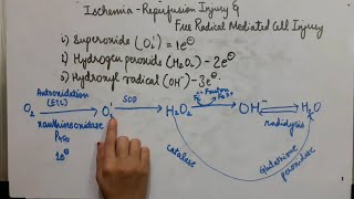 Ischemia Reperfusion InjuryFree Radical mediated Cell InjuryCell InjuryGeneral PathologyHMohan [upl. by Meli]